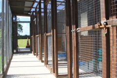 Inside the cattery
