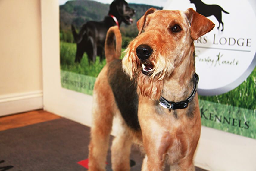 Gallery Hunters Lodge Country Kennels and Cattery