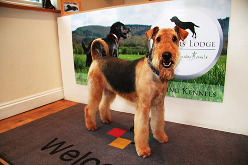 Hunters lodge dog kennels top