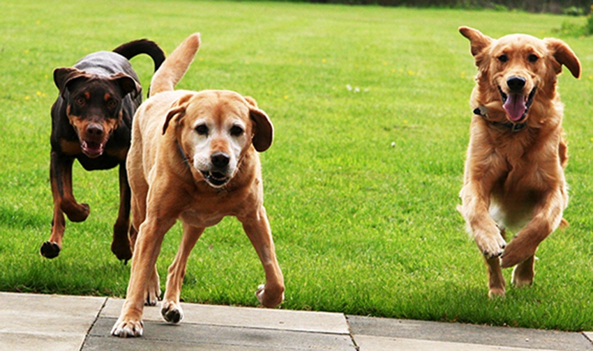 Hunters lodge dog kennels cheap