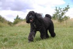 Black dog walking outside