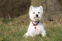 White dog sitting in field