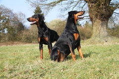 Two dogs sitting together