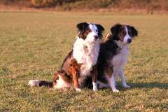 Dogs sitting together outside