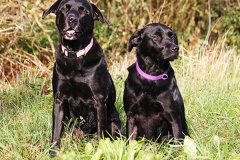 Black labs sitting together