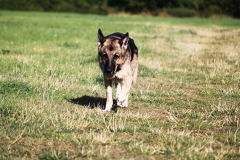 Dog running