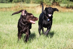 Dogs running