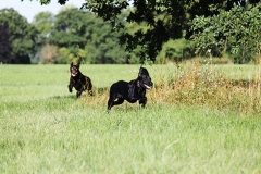 Dogs playing on the grass