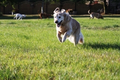 Dog running outside