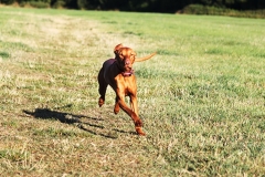 Dog running through field