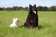 Dogs sitting together in a field