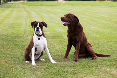 Dogs sitting outside