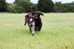 Dogs playing on the field