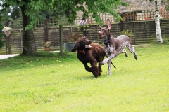 Dogs running on the grass