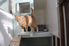 Cat inside pen