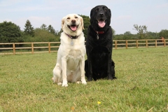 Beige and black dogs sitting together