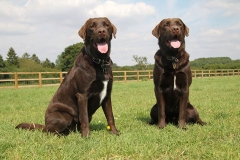 Brown labs together