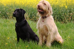 Dogs sat on field