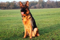 German Shepard dog in a field