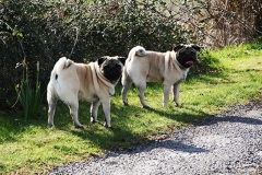 Pugs walking