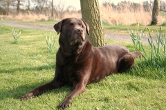 Brown lad lying on the grass