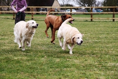 Dogs playing outdoors