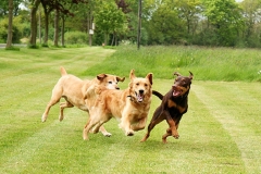 Dogs running outdoors