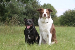 Dogs sitting together nicely