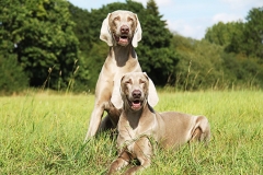 Two dogs sitting together outside