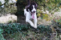 Dog running through woodland