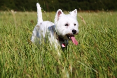 Small dog walking through field