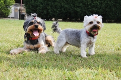 Small dogs sitting outside