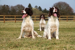 Three dogs sitting together outside