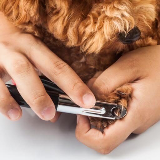 Professional dog nail clipping