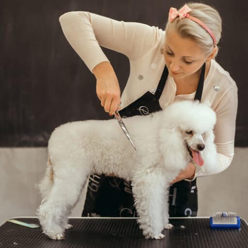Professional dog grooming