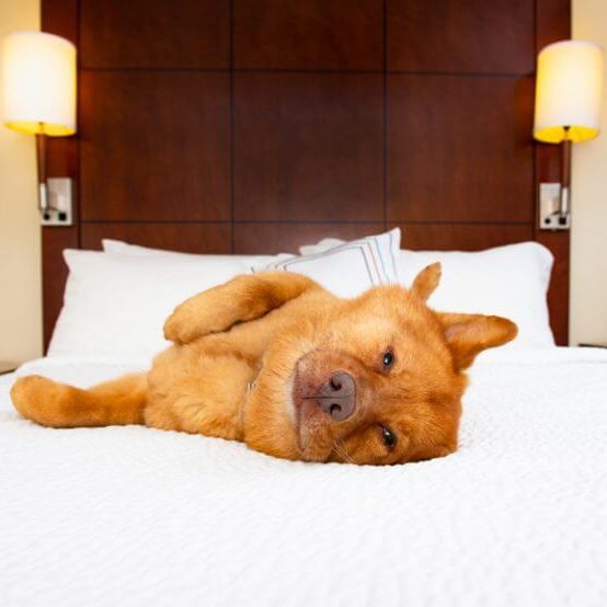 Hotel for dogs - Hunters Lodge Hotel for dogs