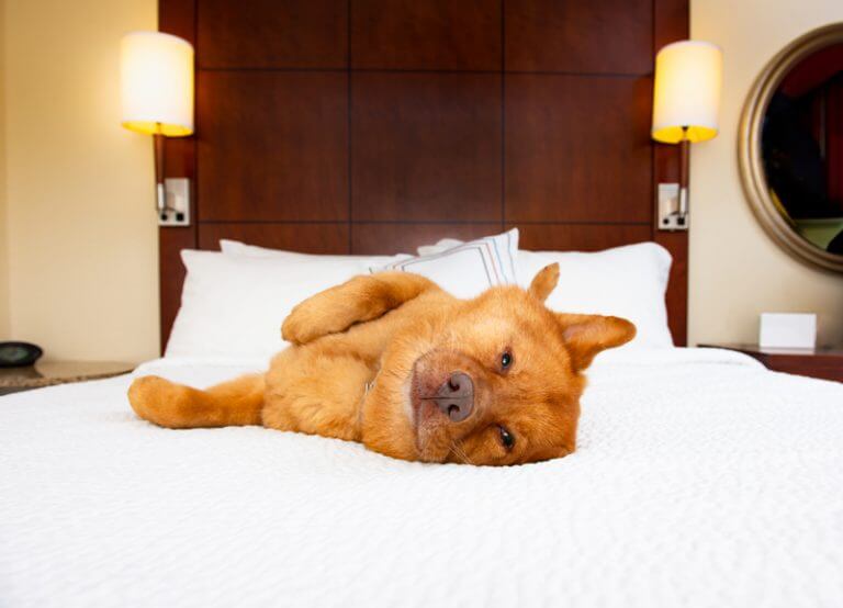 Pawsome Benefits of a Dog Hotel Hunters Lodge