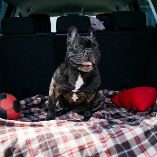 dog and travel Dog and travel