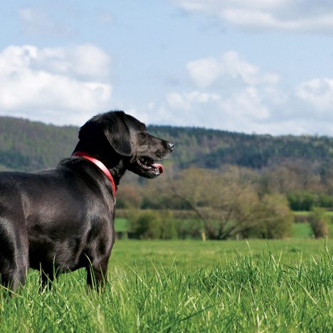 black dog in a field at Hunter's Lodge