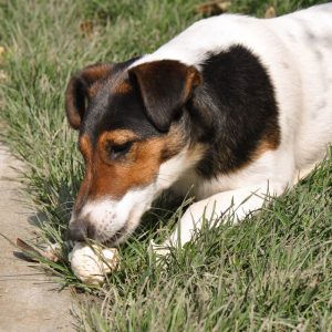 Dog eating grass