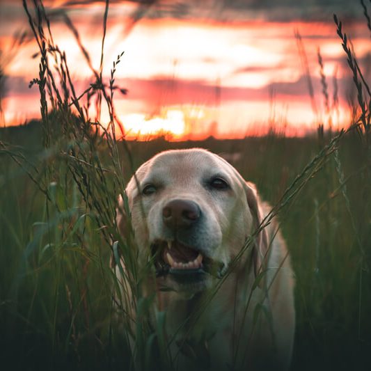 Dog eating grass