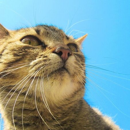 Hunters Lodge Blog Image 7 Common cat diseases