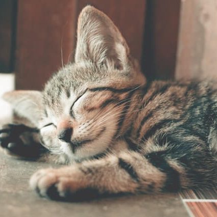 Hunters Lodge Blog Image 8 Sleeping cat