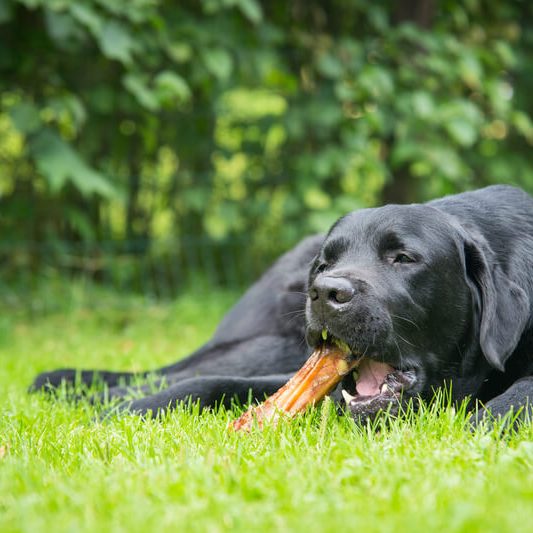 Dog eating a snack