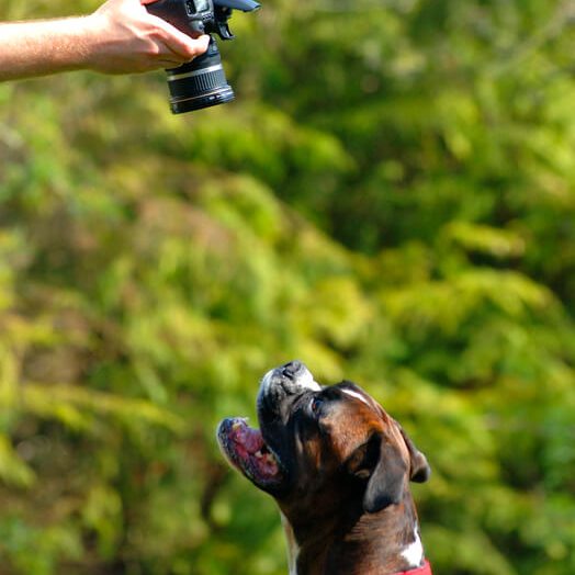 Dog photography