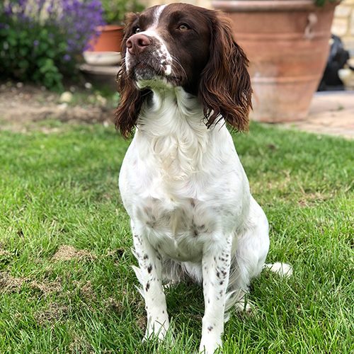 a cocker spaniel dog sat outside at Hunter's Lodge.