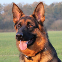 Dog in field