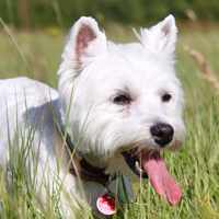 Small white dog