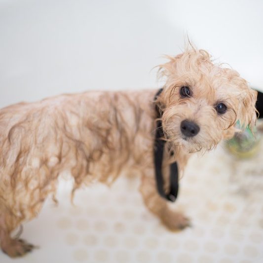 Dog in bath