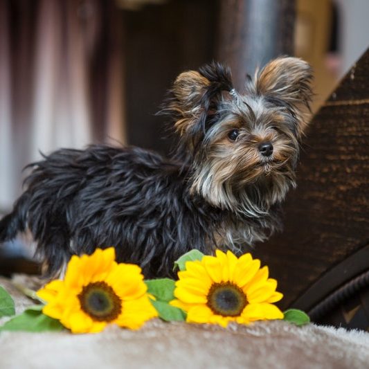 Dog with sunflowers